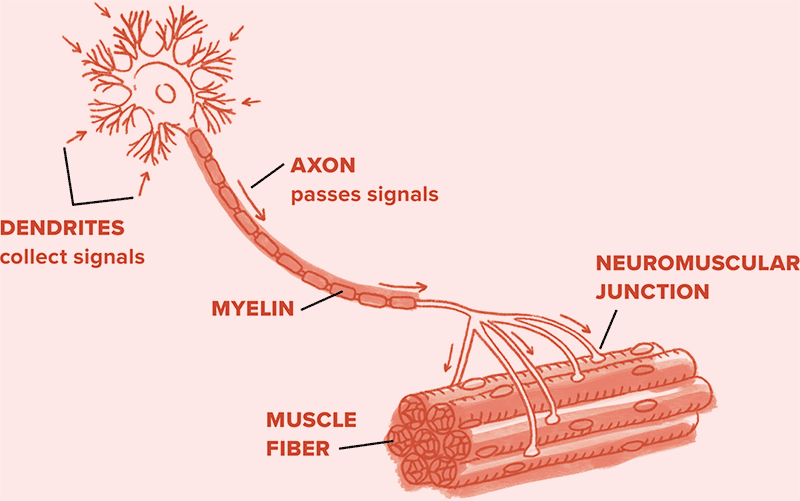 Diagram of dendrites collecting signals and passing them along an axon made up of myelin to muscle fibers via the neuromuscular junction.